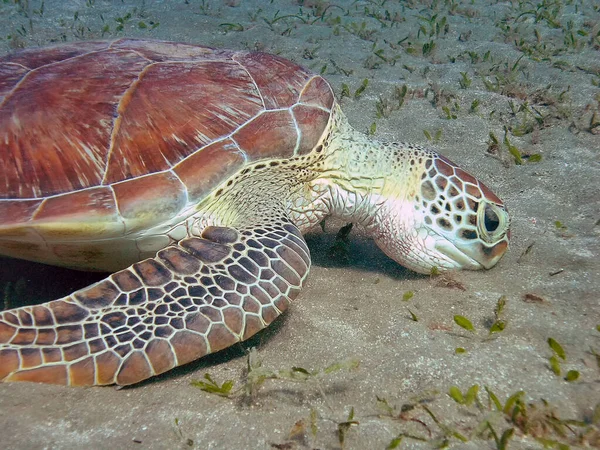 Tartaruga Falco Eretmochelys Imbricata — Foto Stock