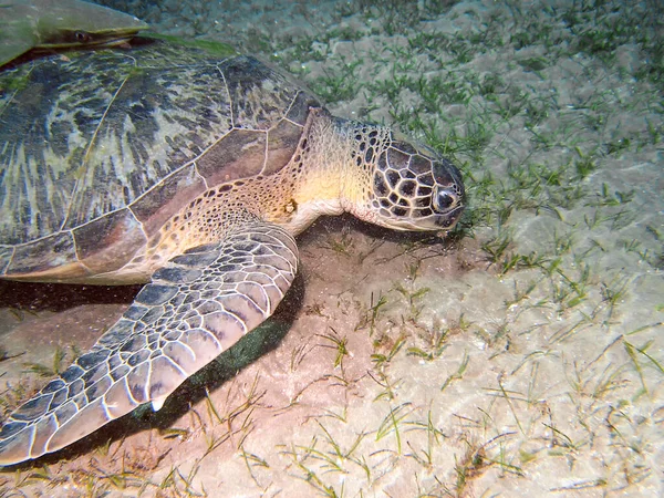 ホークスビルカメ Eretmochelys Imbricata — ストック写真