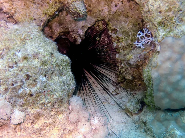 長い棘のある海ウルチン Diadema Antillarum — ストック写真