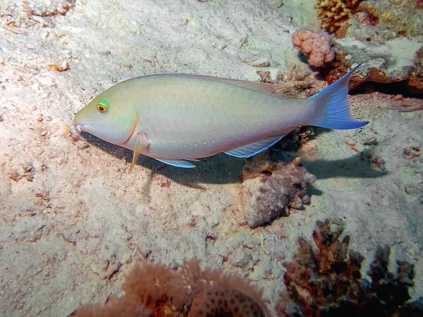 Parrotfish Długopłetwy Hipposcarus Harid — Zdjęcie stockowe