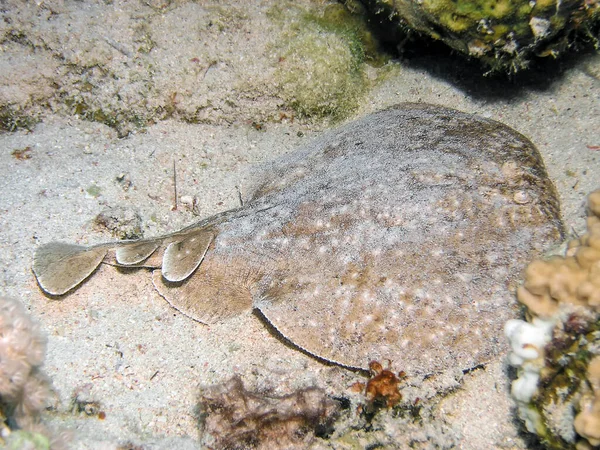 Marmorerad Torpedrocka Torpedo Marmorata — Stockfoto