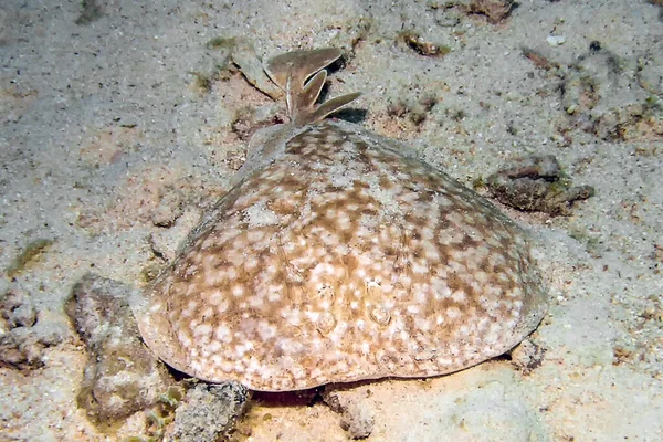 Rayo Torpedo Mármol Torpedo Marmorata — Foto de Stock