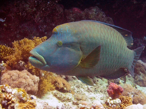 Napolyon Wrasse Cheilinus Undulatus — Stok fotoğraf