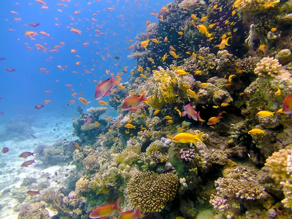 Koraalriffen Rode Zee Egypte Rechtenvrije Stockafbeeldingen