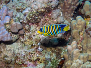 Yalnız bir Kral Melek Balığı (Pygoplites diacanthus)