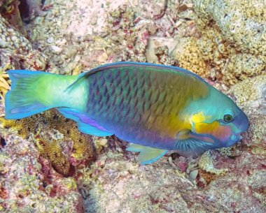 Bir Rusty Parrotfish (Scarus ferrugineus))