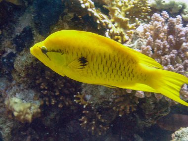 Bir Slingjaw Wrasse (Epibulus insidiator))