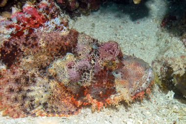 Tassled scorpionfish (Scorpaenopsis oxycephala)