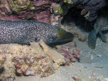 Dalgasız Moray Yılanbalığı (Gymnothorax undulatus)      