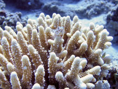 Bir Variegated Kertenkele Balığı (Synodus varyasyonu)