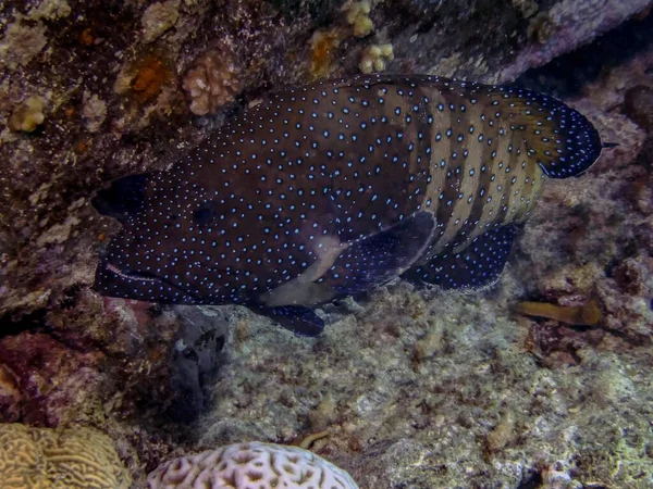 Peacock Grouper Cephalopholis Argus — Stock Photo, Image