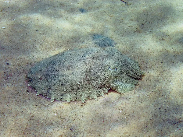 Pharoah Cuttlefish Sepia Pharaonis — Stok Foto