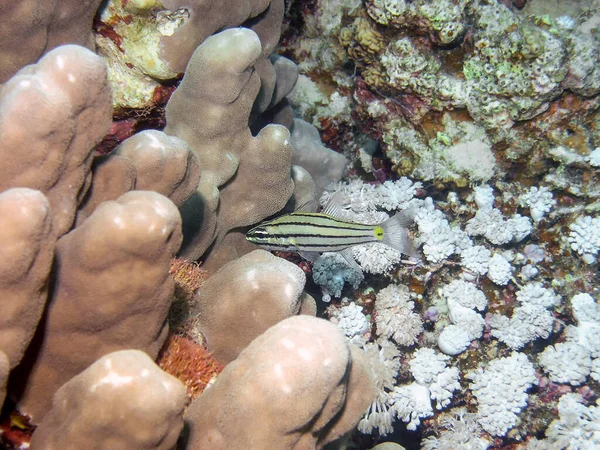 Persian Cardinalfish Cheilodipterus Persicus — Stok Foto