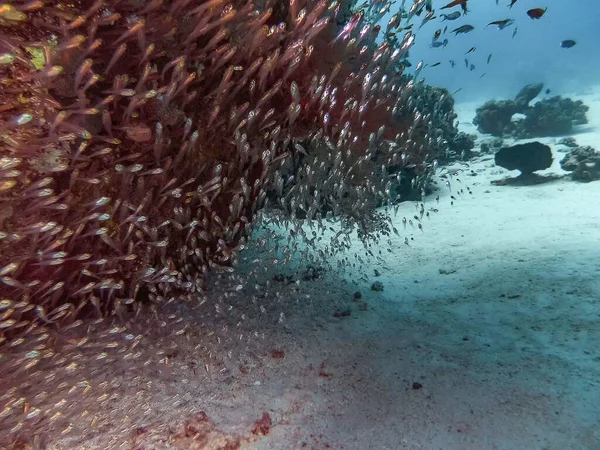 Balayeuses Pygmées Alias Poisson Verre Parapriacanthus Ransonneti — Photo