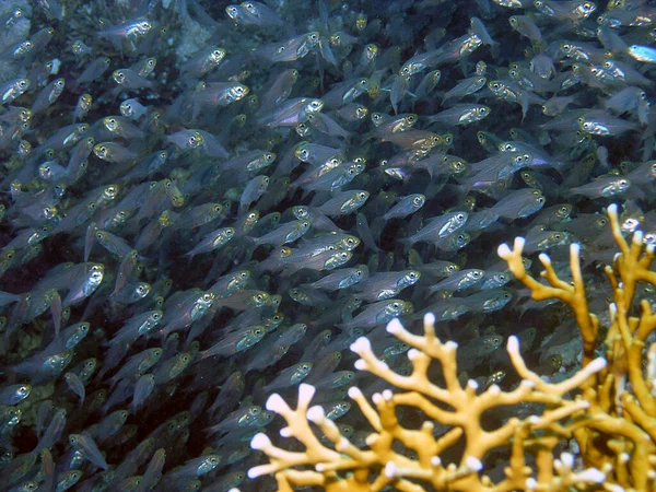 Barredoras Pigmeas Alias Glassfish Parapriacanthus Ransonneti —  Fotos de Stock