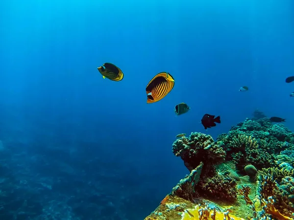 Racoon Butterflyfish Chaetodon Lunula — Fotografia de Stock