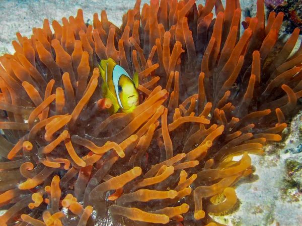 Ryba Červenomořská Amphiprion Bicinctus — Stock fotografie
