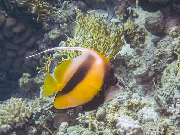 Rudé Moře Bannerfish Heniochus Intermedius — Stock fotografie