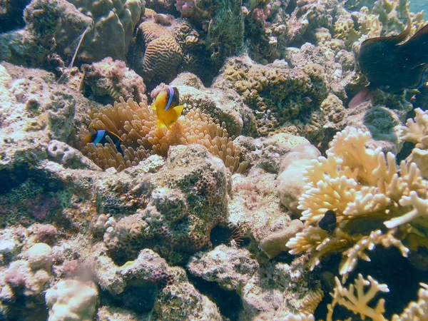 Anemonefish Laut Merah Amphiprion Bicinctus — Stok Foto