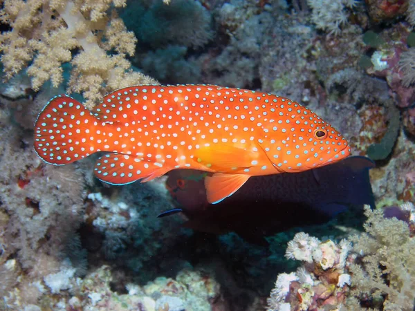 红海珊瑚群 Cephalopholis Miniata — 图库照片