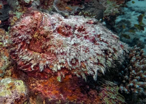 Рыба Риф Synanceia Verrucosa Красном Море — стоковое фото
