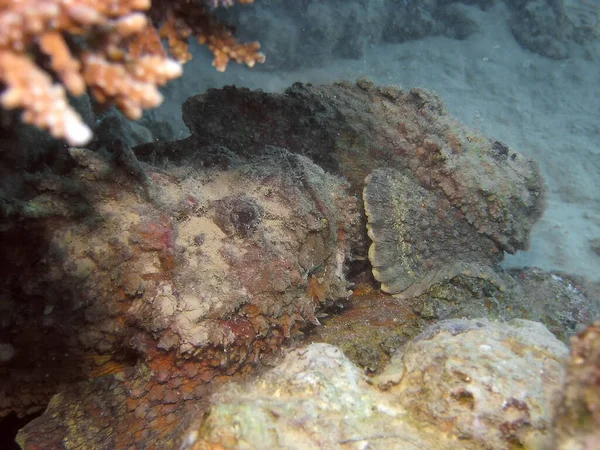 Barriera Corallina Pesce Pietra Synanceia Verrucosa Nel Mar Rosso — Foto Stock