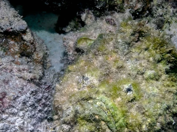 Reef Stonefish Synanceia Verrucosa Mar Vermelho — Fotografia de Stock