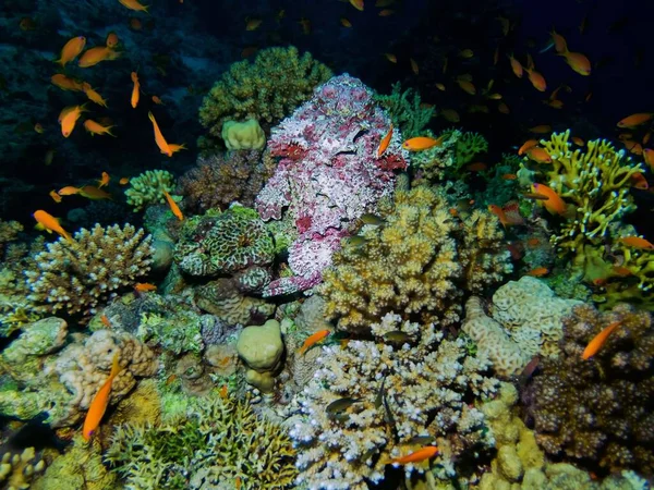 Reef Stonefish Synanceia Verrucosa Dans Mer Rouge — Photo