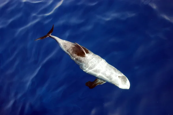 Risso Dolphin Grampus Griseus Red Sea — Stock Photo, Image