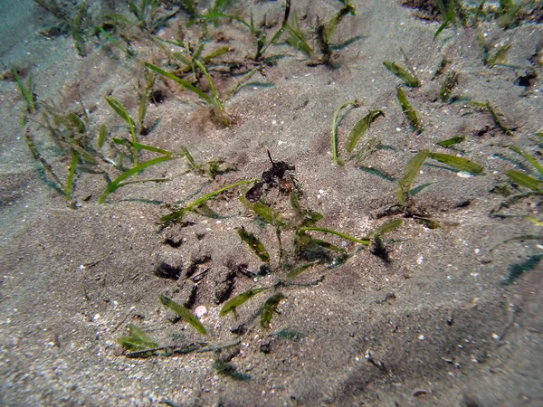 Robuuste Ghost Pipefish Solenostomus Cyanopterus — Stockfoto