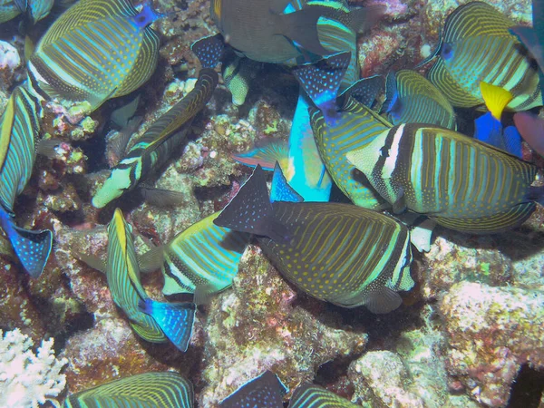 红海中的沙鱼汤 Zebrasoma Veliferum — 图库照片