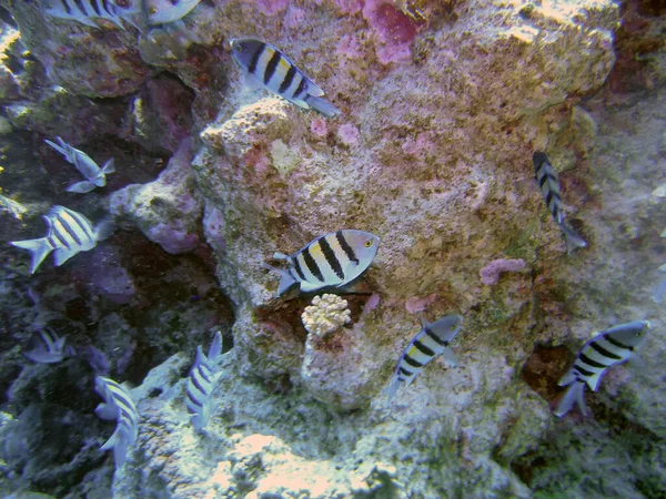 Sergeant Majors Abudefduf Saxatilis — Stock Photo, Image