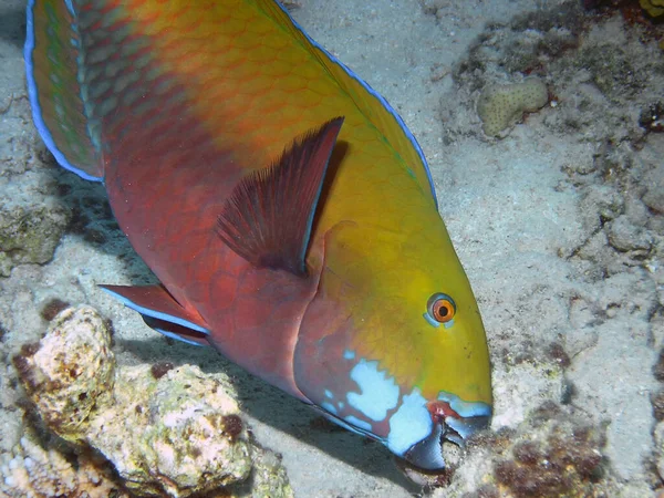 Bir Parrotfish Chlorurus Microrhinos — Stok fotoğraf