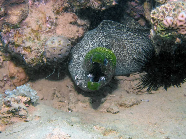 Dalgasız Moray Yılanbalığı Gymnothorax Undulatus — Stok fotoğraf
