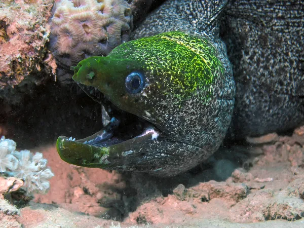 Moray Anguila Gymnothorax Undulatus — Foto de Stock