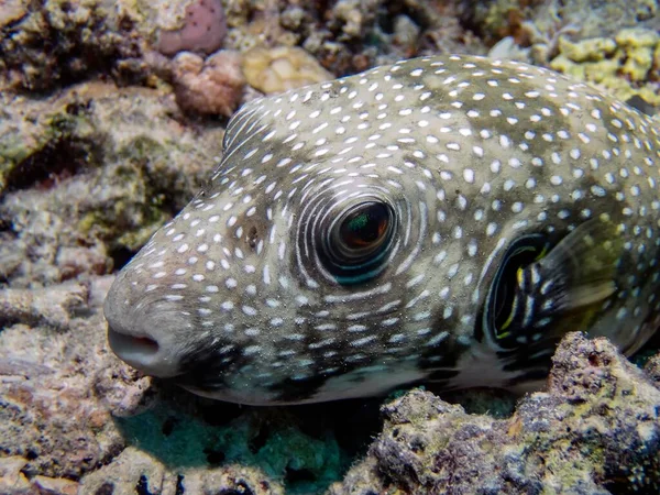 Puffer Manchas Blancas Arothron Hispidus — Foto de Stock