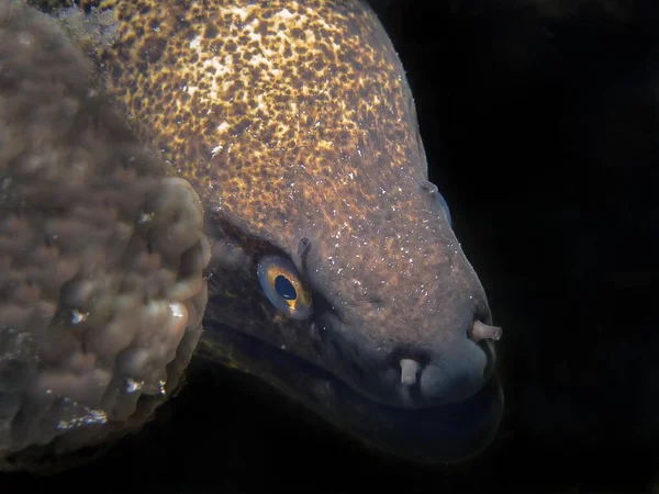 Moray Met Gele Randen Gymnothorax Flavimarginatus — Stockfoto