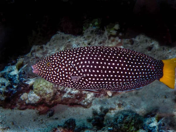 Sarı Kuyruklu Wrasse Tarımları Anampses — Stok fotoğraf