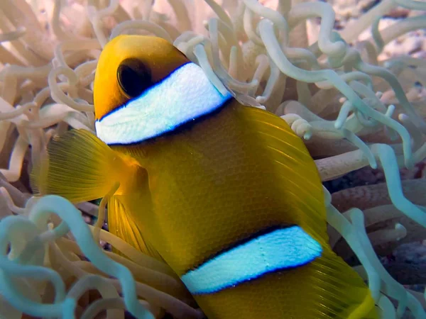 Red Sea Anemonefish Amphiprion Bicinctus Stock Photo