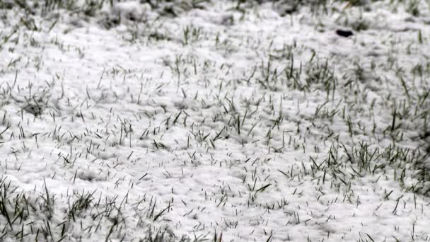 Nieve Cayendo Jardín Suffolk Inglaterra — Vídeo de stock