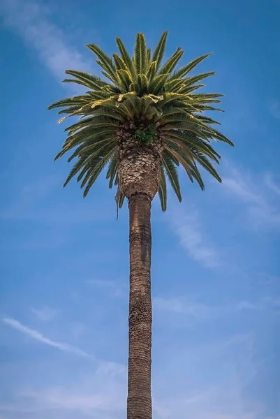 Single Palm Tree Blue Sky Background — Stock Photo, Image