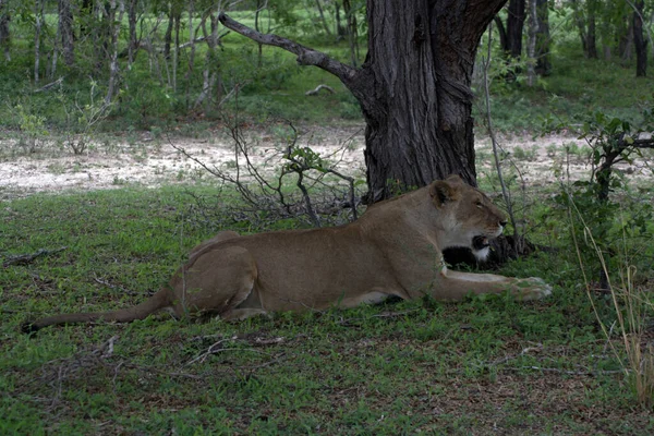 Une Femelle Lion Reposant Dans Chaleur Journée Tanzanie — Photo