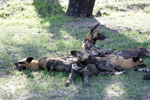 Paquete Perros Salvajes Relajándose Sombra Selous Game Reserve Tanzania — Foto de Stock