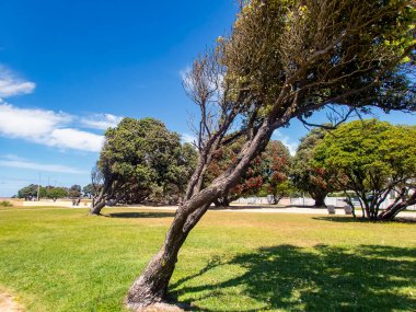 Portekiz, Porto yakınlarındaki Matosinhos 'ta Atlantik kıyısındaki rüzgarlı ağaçlar.