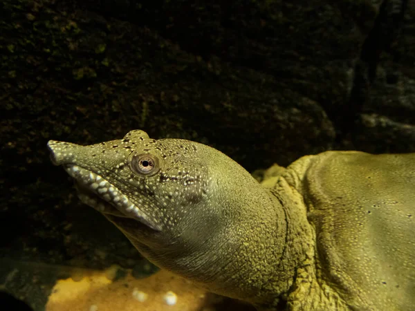 Detail Čínské Měkkýše Želvy Pelodiscus Sinensis — Stock fotografie