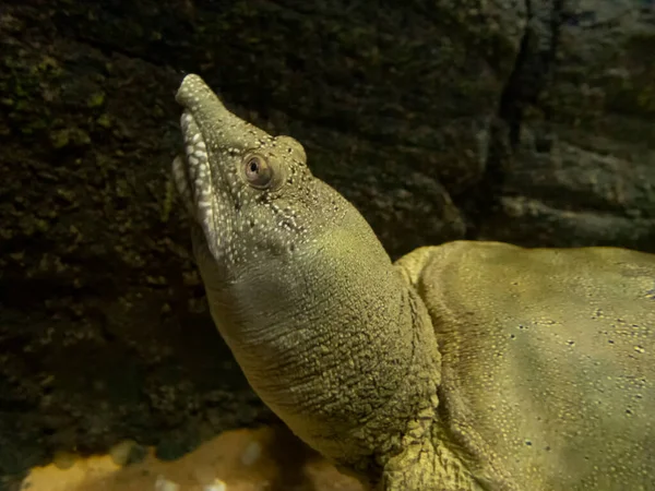 Gros Plan Sur Une Tortue Molle Chinoise Pelodiscus Sinensis — Photo