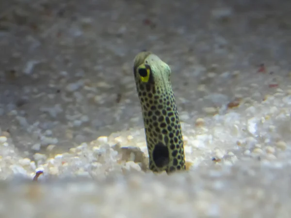 Spotted Garden Eel Heteroconger Hassi — Stock Photo, Image