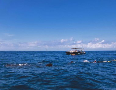 Balina Köpekbalıkları (Rhincodon typus) ile şnorkelle yüzen misafirlerle dolu tekneler)