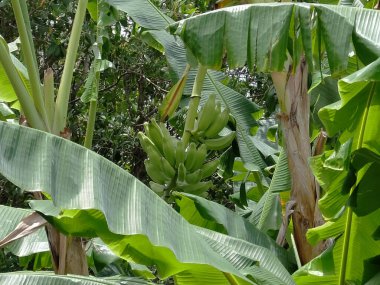 Meksika 'da bir ağaçta olgunlaşan muzlar