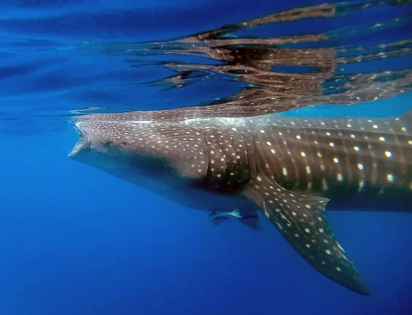 Tubarão Baleia Rhincodon Typus Alimentando Plâncton — Fotografia de Stock